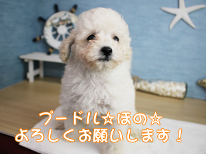 新しい仲間が増えました！